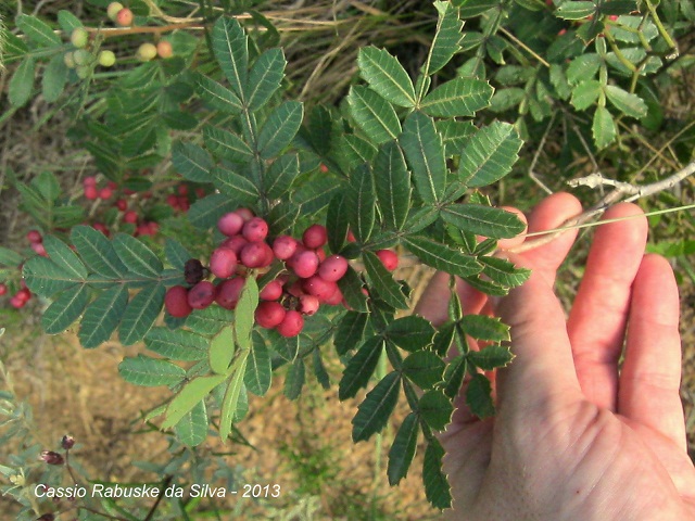 Schinus weinmanniifolius