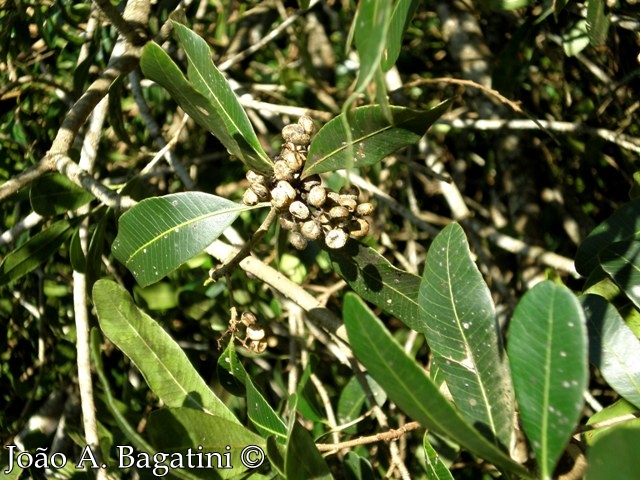 Lithraea brasiliensis