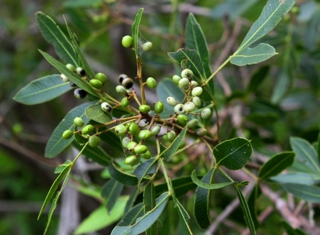 Lithraea brasiliensis