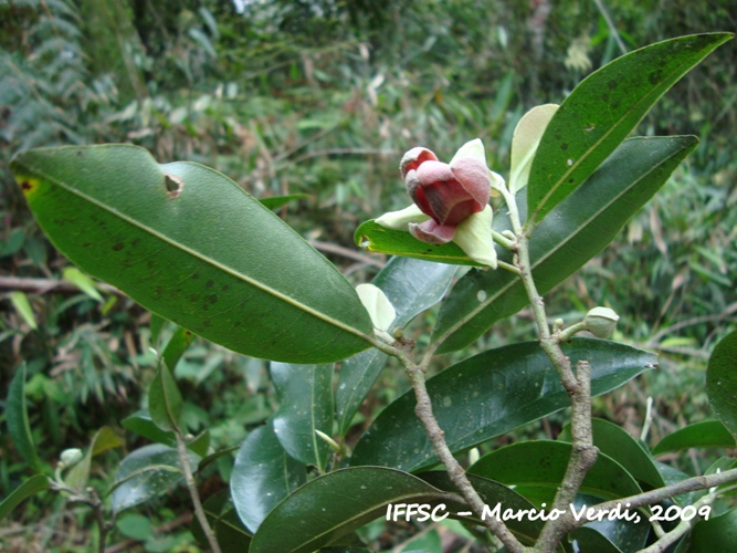 Duguetia lanceolata