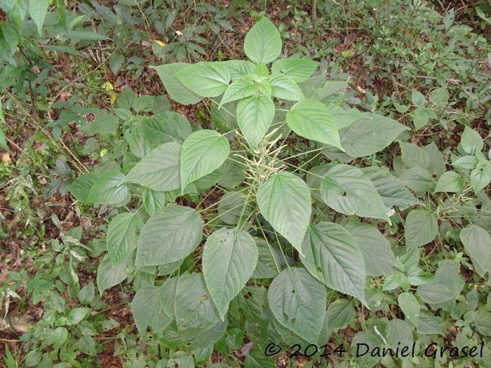 Acalypha brasiliensis