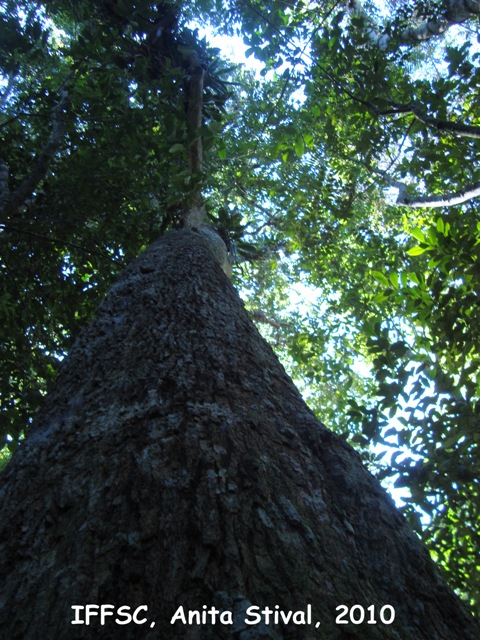 Duguetia lanceolata