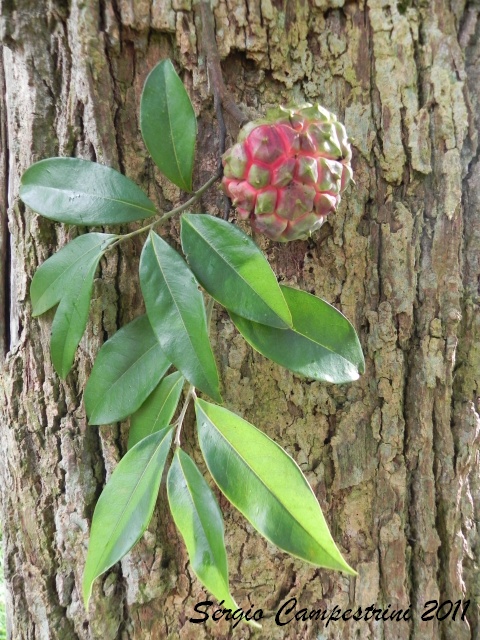 Duguetia lanceolata