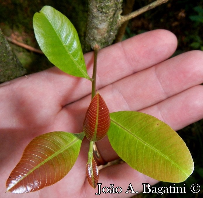 Lithraea brasiliensis