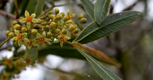 Lithraea brasiliensis