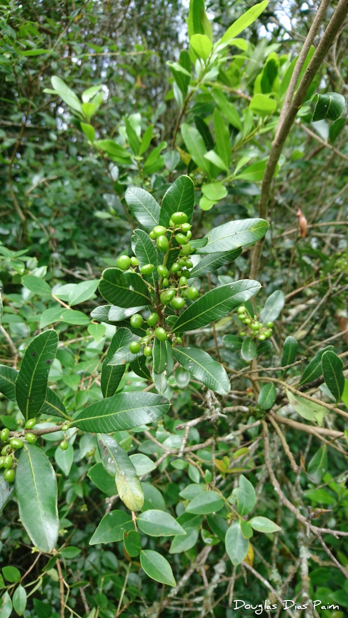 Lithraea brasiliensis