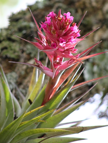 Tillandsia geminiflora