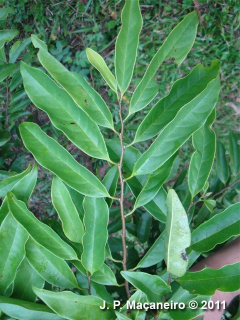 Annona rugulosa