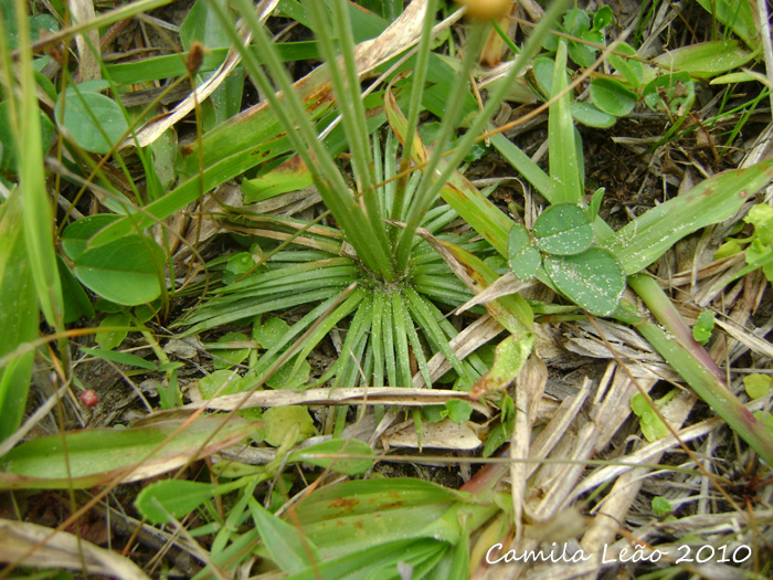 Syngonanthus chrysanthus