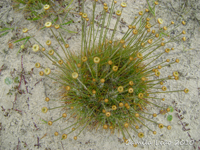 Syngonanthus chrysanthus