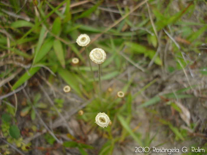 Syngonanthus chrysanthus