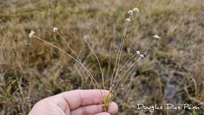 Syngonanthus caulescens
