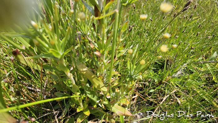 Syngonanthus caulescens