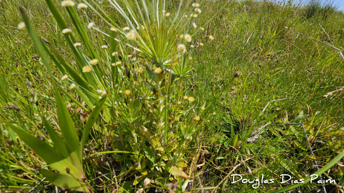 Syngonanthus caulescens