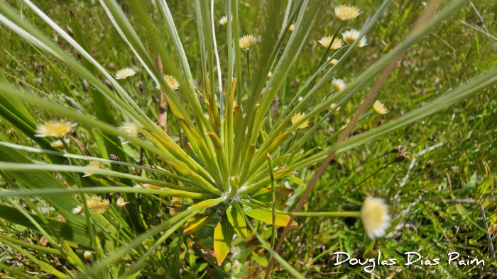 Syngonanthus caulescens