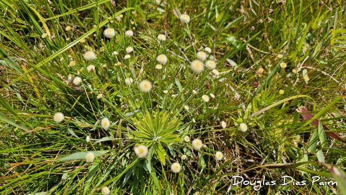 Syngonanthus caulescens