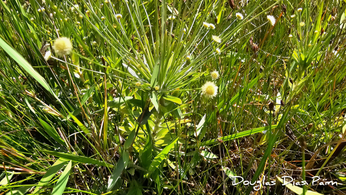 Syngonanthus caulescens