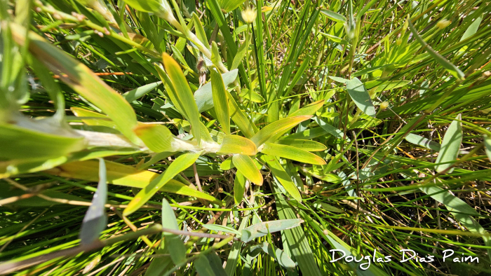 Syngonanthus caulescens