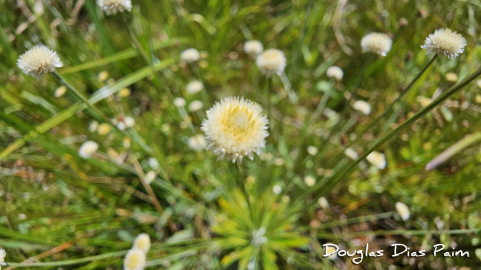 Syngonanthus caulescens