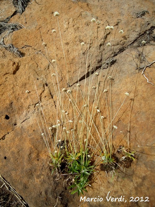 Syngonanthus caulescens