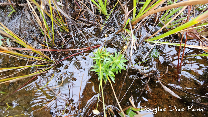Syngonanthus caulescens