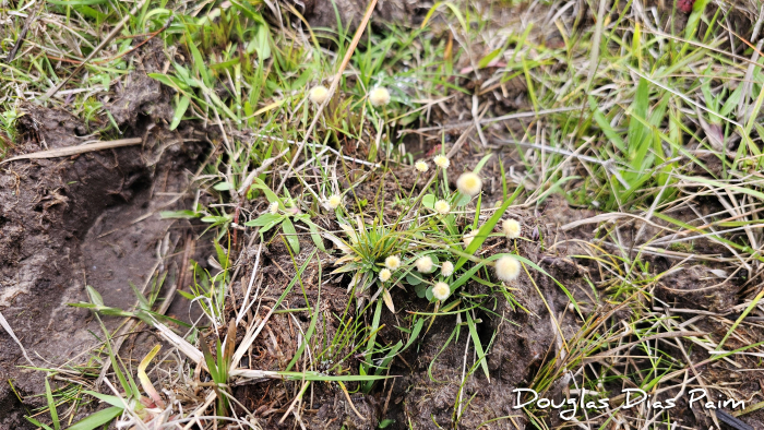Syngonanthus caulescens