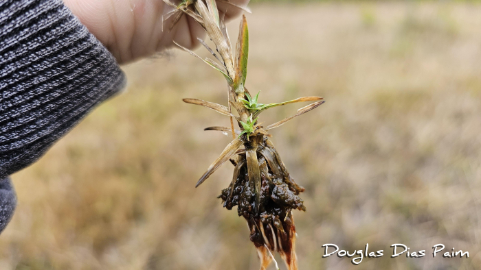 Syngonanthus caulescens