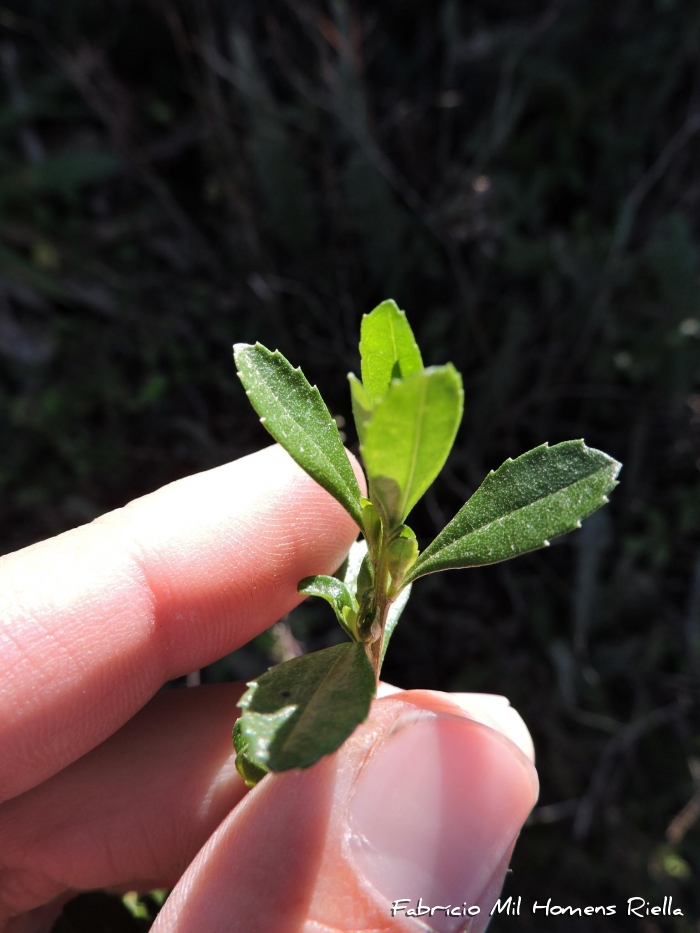 Baccharis microdonta