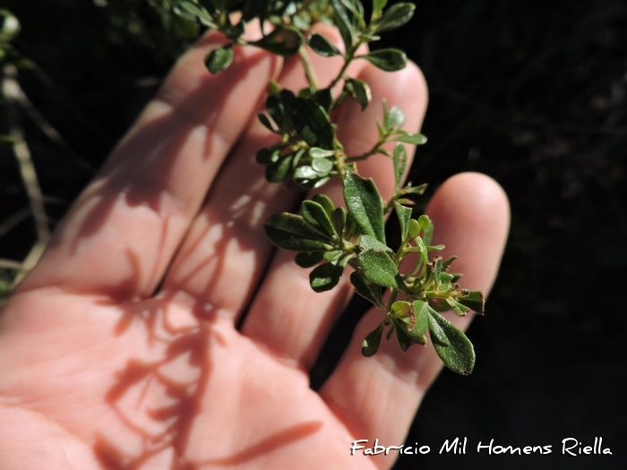 Baccharis microdonta