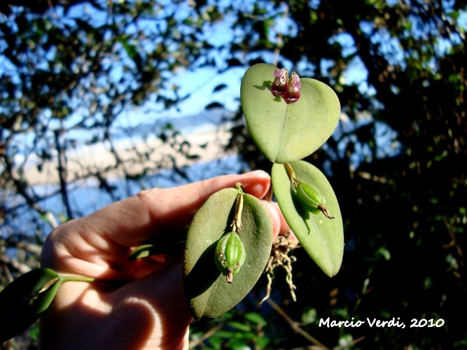 Acianthera saundersiana 