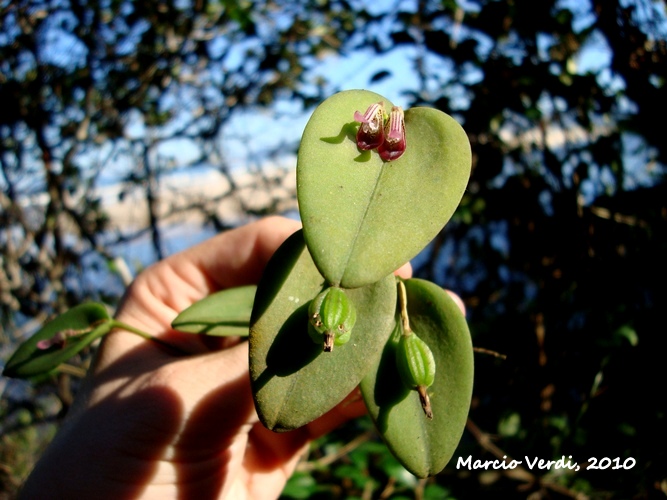 Acianthera saundersiana 