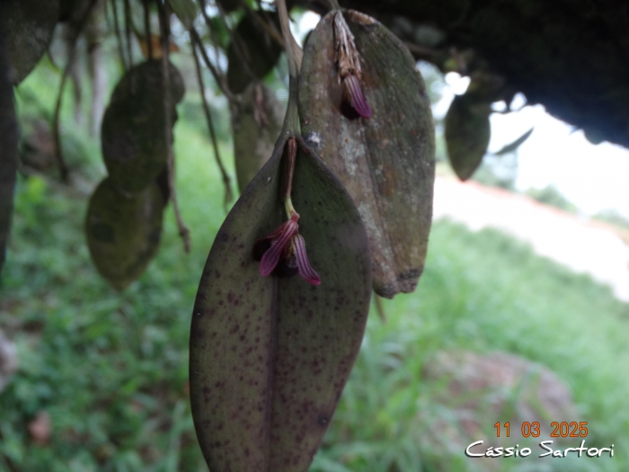 Acianthera panduripetala