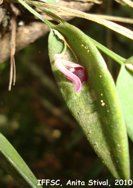 Acianthera panduripetala