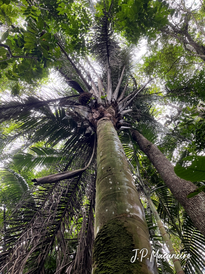 Attalea dubia