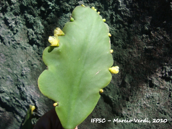 Rhipsalis pachyptera