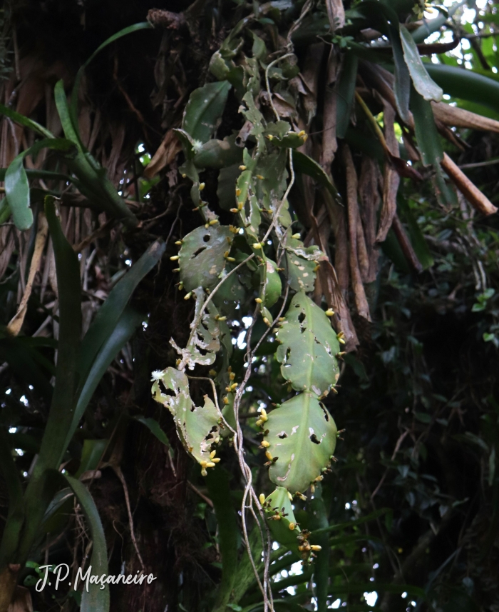 Rhipsalis pachyptera