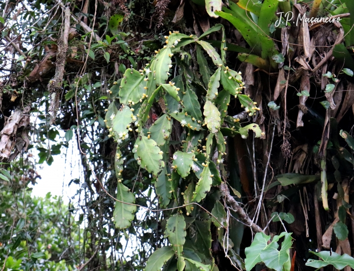 Rhipsalis pachyptera