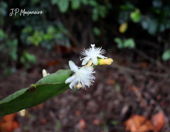 Rhipsalis pachyptera