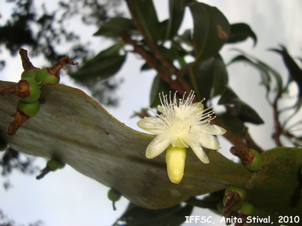 Rhipsalis pachyptera