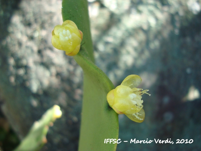 Rhipsalis pachyptera