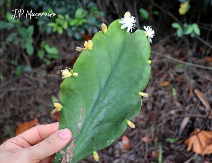 Rhipsalis pachyptera