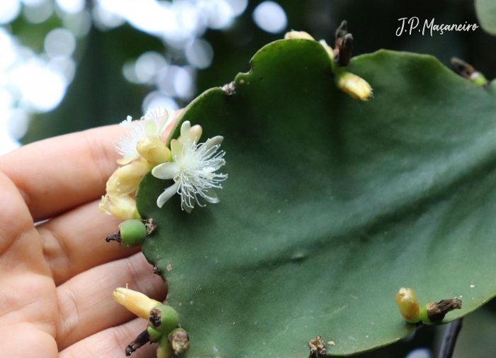 Rhipsalis pachyptera