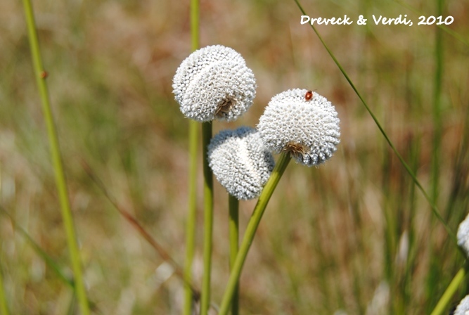 Eriocaulon ligulatum