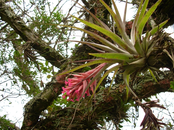 Tillandsia geminiflora