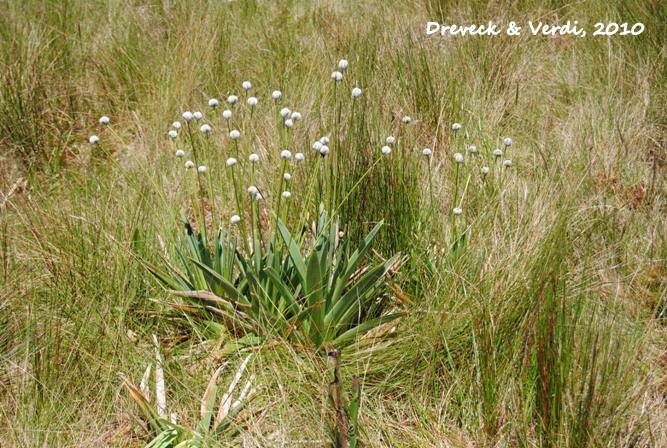 Eriocaulon ligulatum