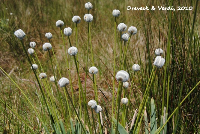 Eriocaulon ligulatum