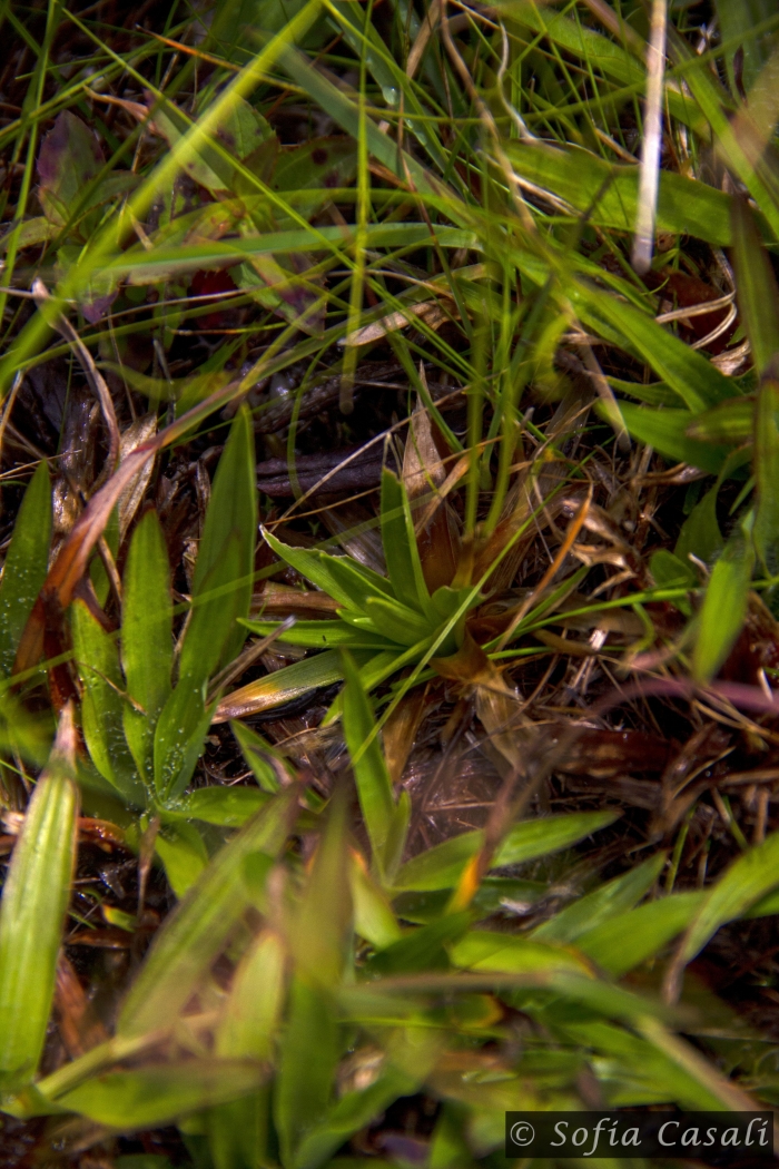 Paepalanthus catharinae