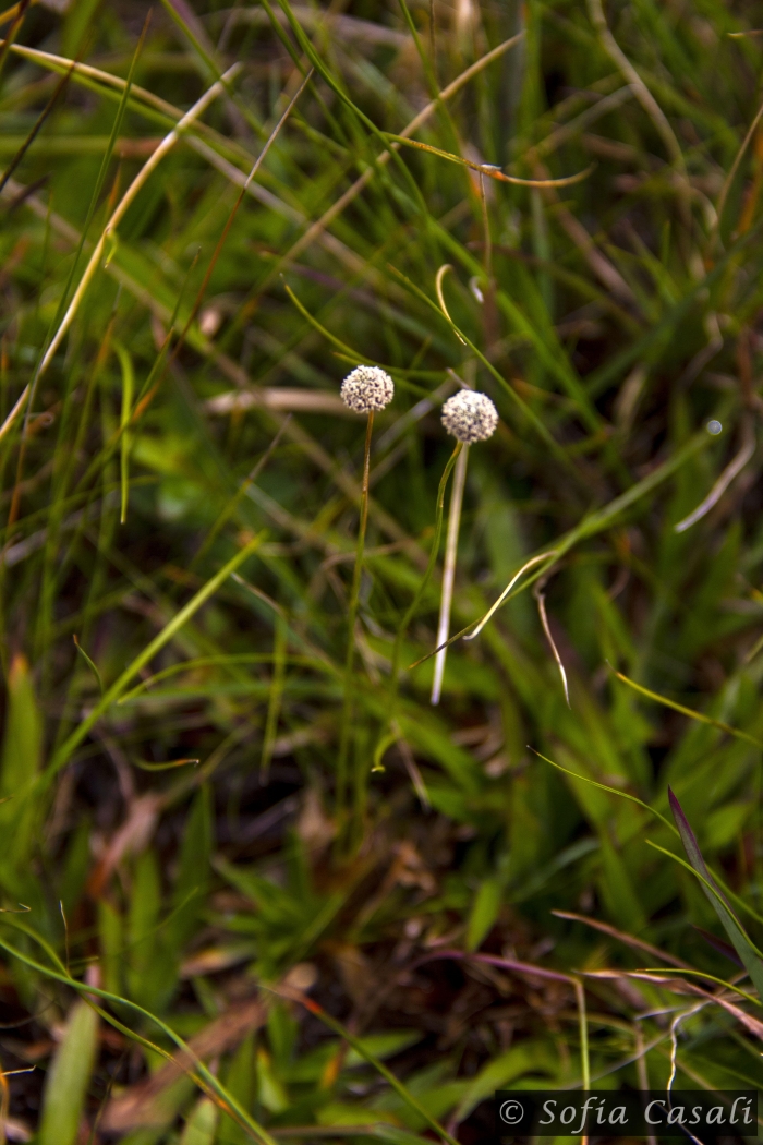 Paepalanthus catharinae