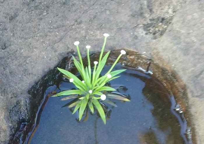 Paepalanthus caldensis