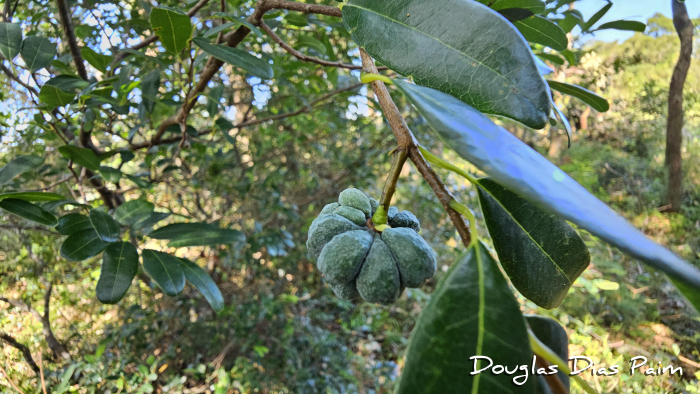 Annona maritima